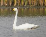 Whooper Swan