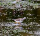 Lesser Yellowlegs