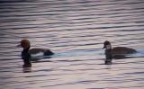 Red-crested Pochard