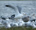 Yellow-legged Gull