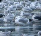 Yellow-legged Gull