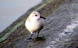 Sanderling