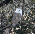 Barn Owl