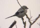 Great Grey Shrike