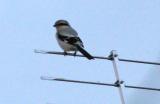 Great Grey Shrike