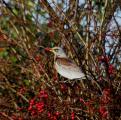Fieldfare