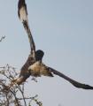 Buzzard
