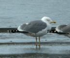 Yellow-legged Gull