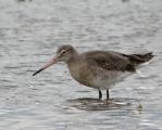 Black-tailed Godwit