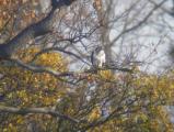 Buzzard