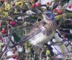Fieldfare