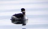 Black-necked Grebe