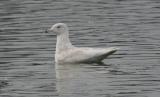 Glaucous Gull