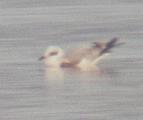 Mediterranean Gull