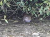 Water Rail