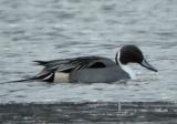 Pintail