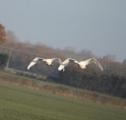 Mute Swan