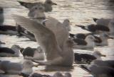 Glaucous Gull