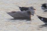 Glaucous Gull