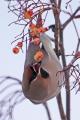 Waxwing