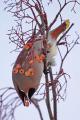 Waxwing