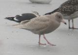 Glaucous Gull
