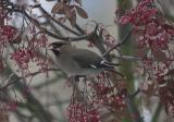 Waxwing