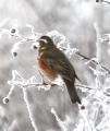 Redwing