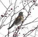 Fieldfare