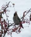 Waxwing
