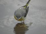 Grey Wagtail