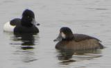 Greater Scaup