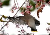 Waxwing