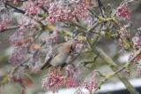 Waxwing