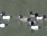 Greater Scaup