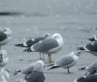 Yellow-legged Gull