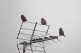 Waxwing