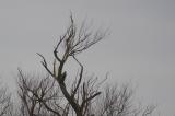Peregrine Falcon