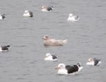 Glaucous Gull
