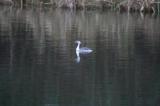 Slavonian Grebe
