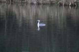 Slavonian Grebe