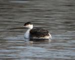 Slavonian Grebe