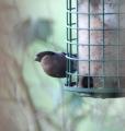 Bullfinch
