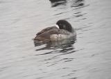 Greater Scaup