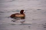 Greater Scaup