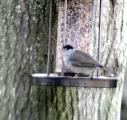 Blackcap