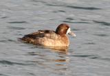 Greater Scaup