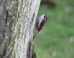 Treecreeper