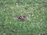 Brambling