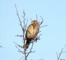 Corn Bunting